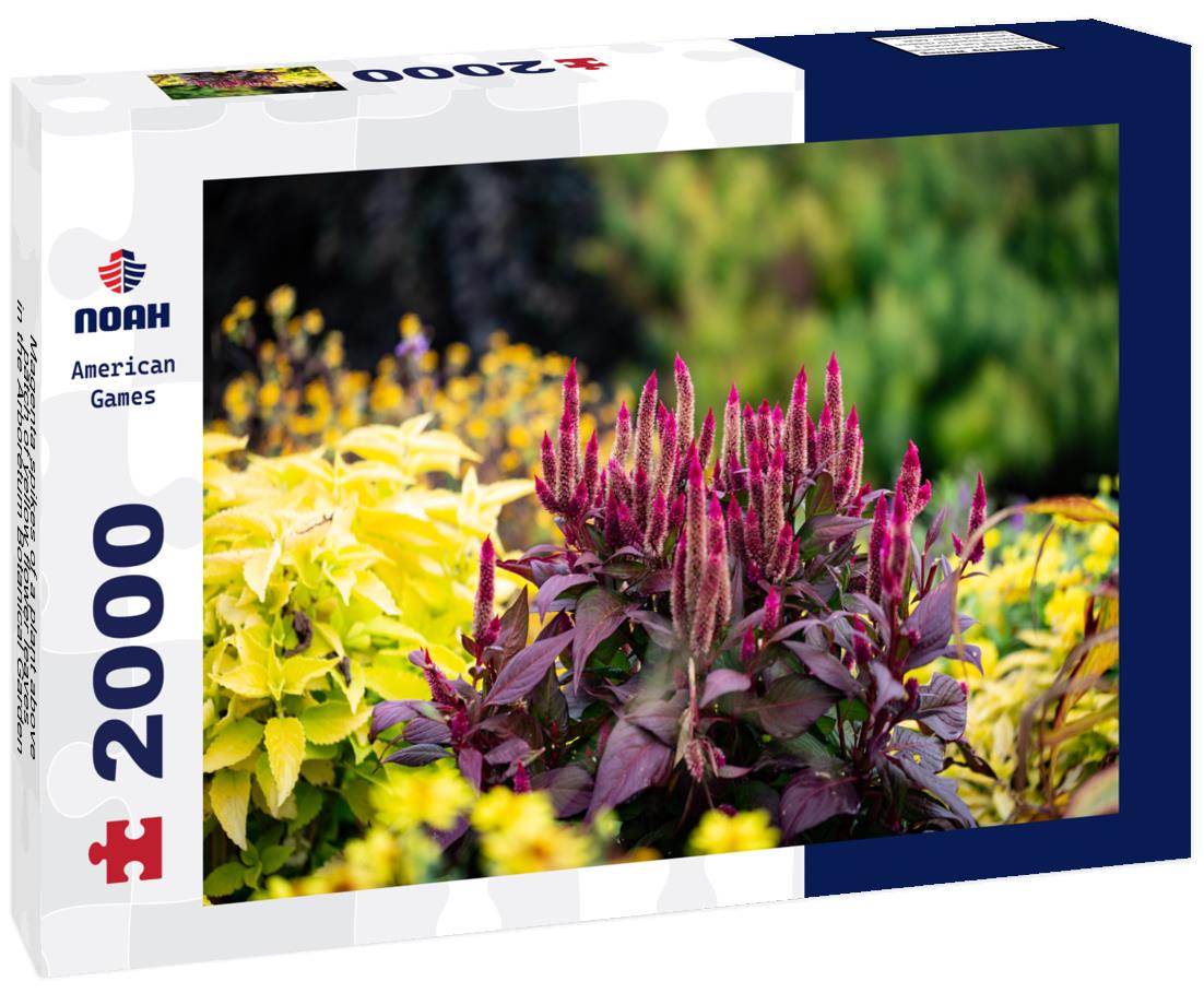 Noah Jigsaw Puzzle Magenta spikes of a plant above patch of yellow flower leaves in the Arboretum Botanical Garden in Lexington, Kentucky 2000 pieces