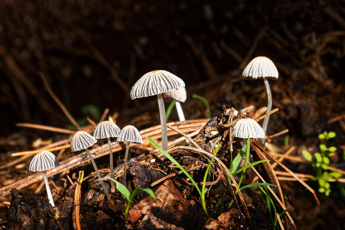 Noah Jigsaw Puzzle A group of small white mushrooms among the pine needles in our garden in Windsor in Broome County in Upstate New York 2000 pieces