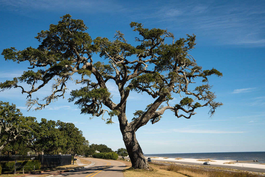 Large oak along highway 90 in Mississippi. This oak with stood Katrina in 2005 and still stands along the gulf coast 2000pc Puzzle