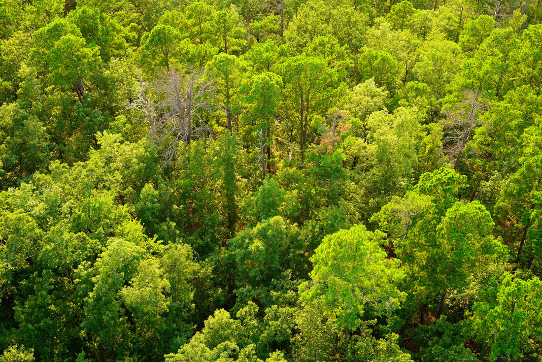 Aerial view over bright green treetops in summer. Forest in Hot Springs National Park, Garland County, Arkansas, USA 2000pc Puzzle