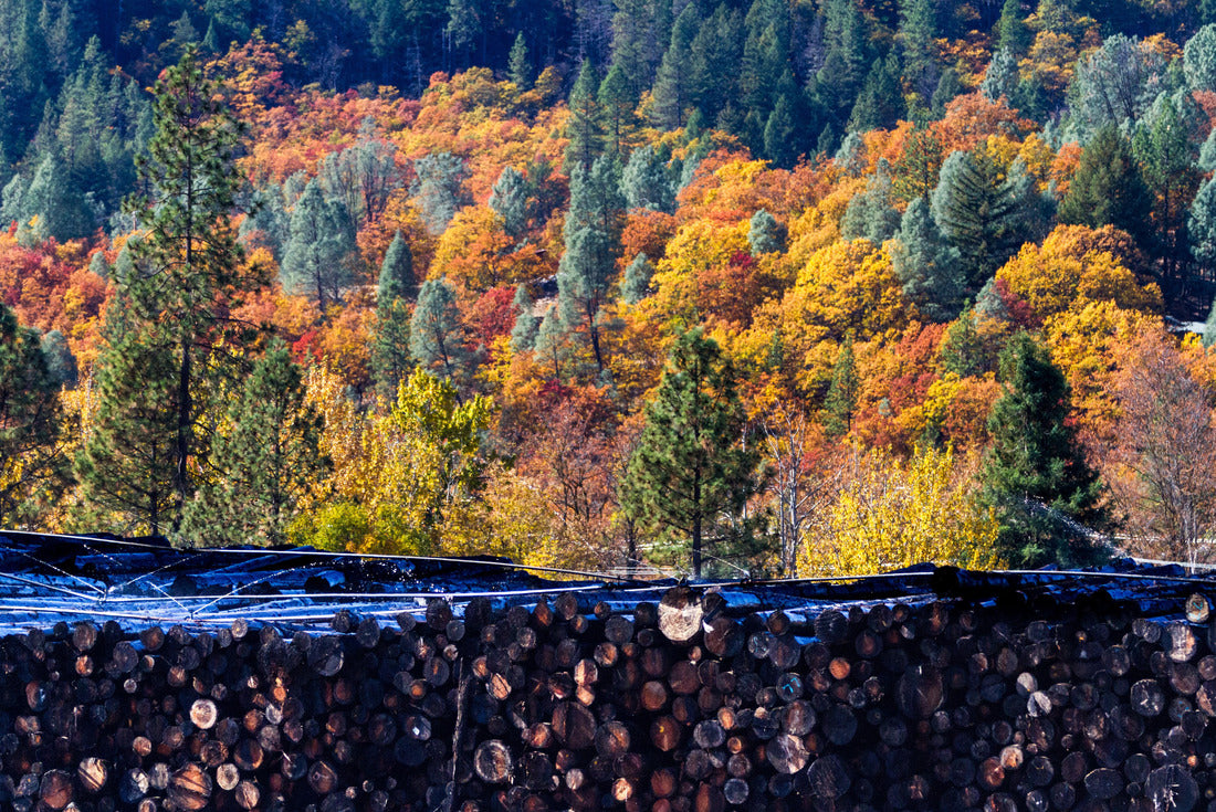 Before & After - Autumn forest provides a colorful backdrop to a lumber mill log pile. Weaverville, California, USA 2000pc Puzzle