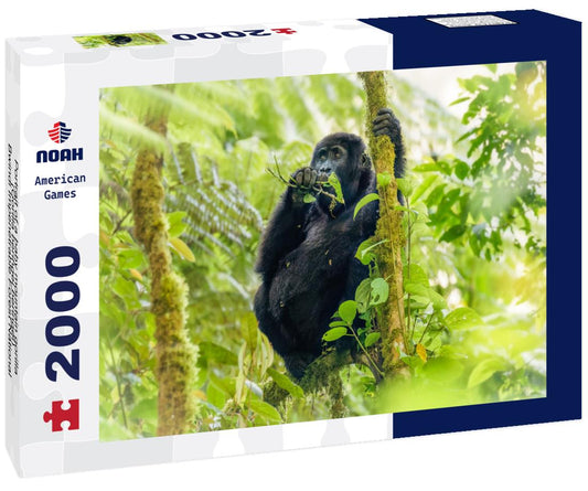 Noah Jigsaw Puzzle Portrait of a baby mountain gorilla (Gorilla beringei beringei), Bwindi Impenetrable Forest National Park, Uganda 2000 pieces