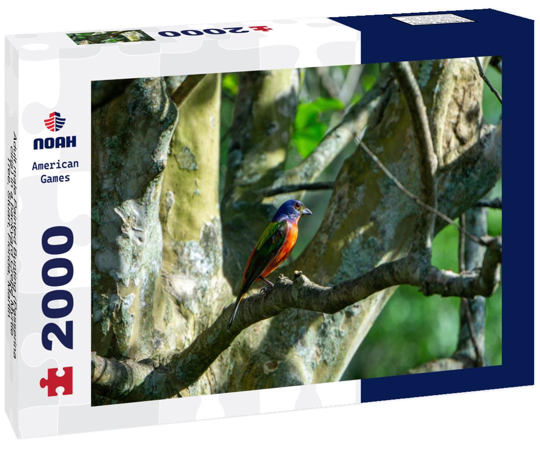 Noah Jigsaw Puzzle Adult male Painted Bunting (Passerina ciris) in a backyard Crepe Myrtle Tree, Stuart, Florida, Martin County, USA 2000 pieces