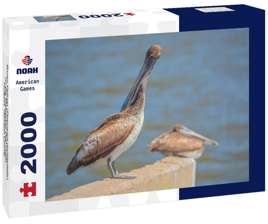 Noah Jigsaw Puzzle Brown Pelican (Pelecanus occidentalis) on the Mississippi Gulf Coast. Gulfport, Harrison County, Mississippi USA 2000 pieces