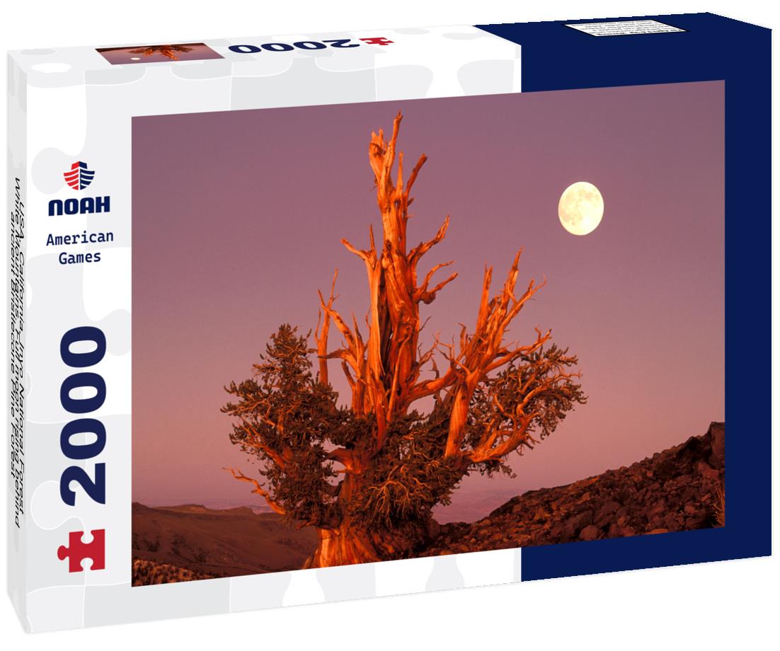 Noah Jigsaw Puzzle USA, California, Inyo National Forest, White Mountains. Full moon rising behind ancient Bristlecone Pine Forest 2000 pieces
