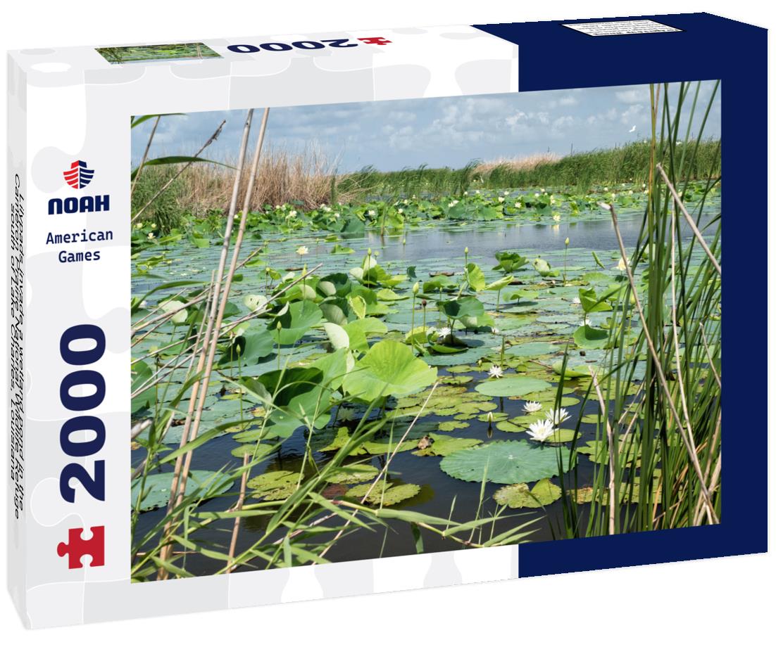 Noah Jigsaw Puzzle Lilypads invade a wetland pond in the Cameron Prairie National Wildlife Refuge south of Lake Charles, Louisiana 2000 pieces
