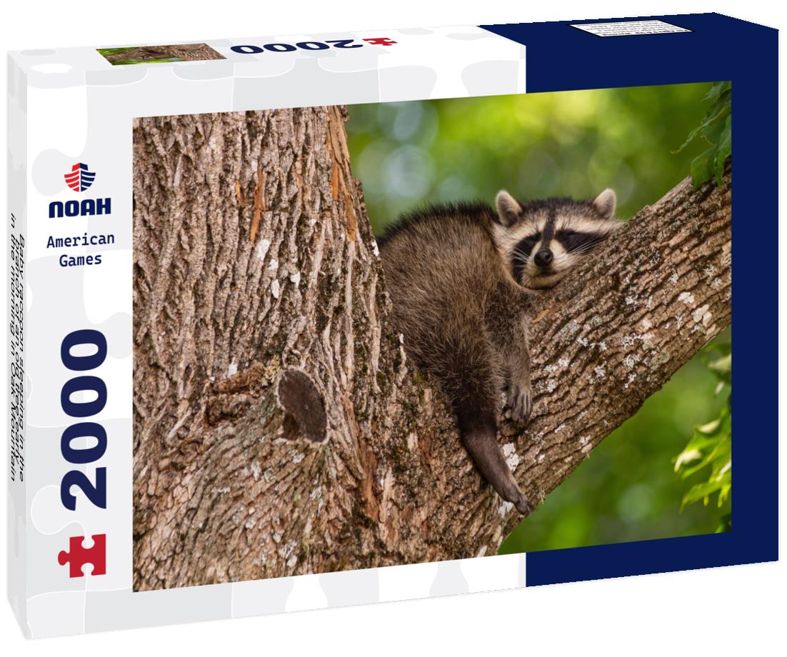 Noah Jigsaw Puzzle Baby raccoon sleeping in the branch of an old tree early in the morning in Oak Mountain, New Brunswick, Canada 2000 pieces