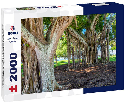 Noah Jigsaw Puzzle Banyon tree tropical Indian fig tree Ficus benghalensis in Bayfront Park on the waterfront of Sarasota Florida 2000 pieces