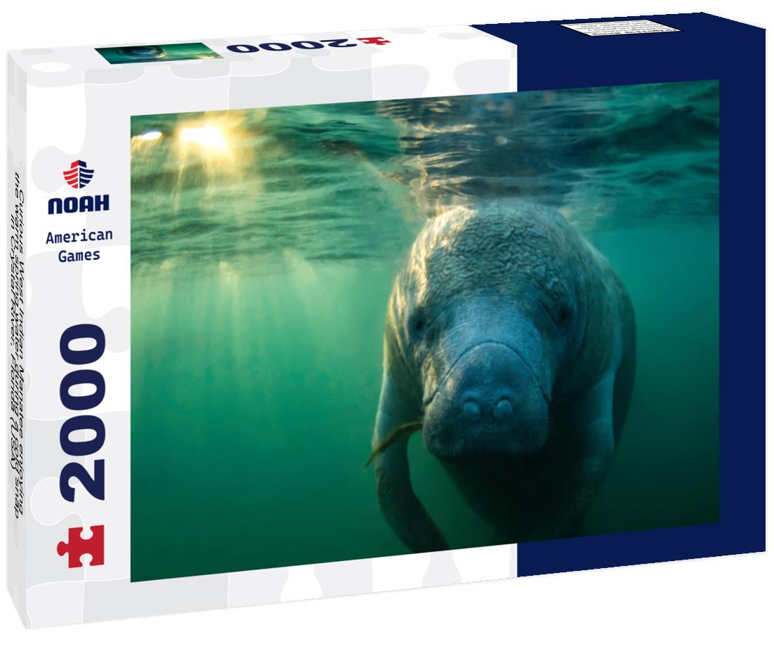 Noah Jigsaw Puzzle Curious West Indian Manatee enjoying the warm spring water during a cold snap in Crystal River, Florida (USA) 2000 pieces