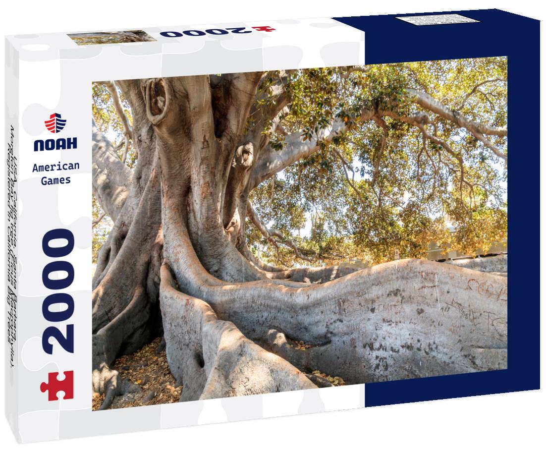 Noah Jigsaw Puzzle USA, California, Santa Barbara. Moreton Bay fig tree (Ficus Macrophylla). Registered in California Big Trees 2000 pieces