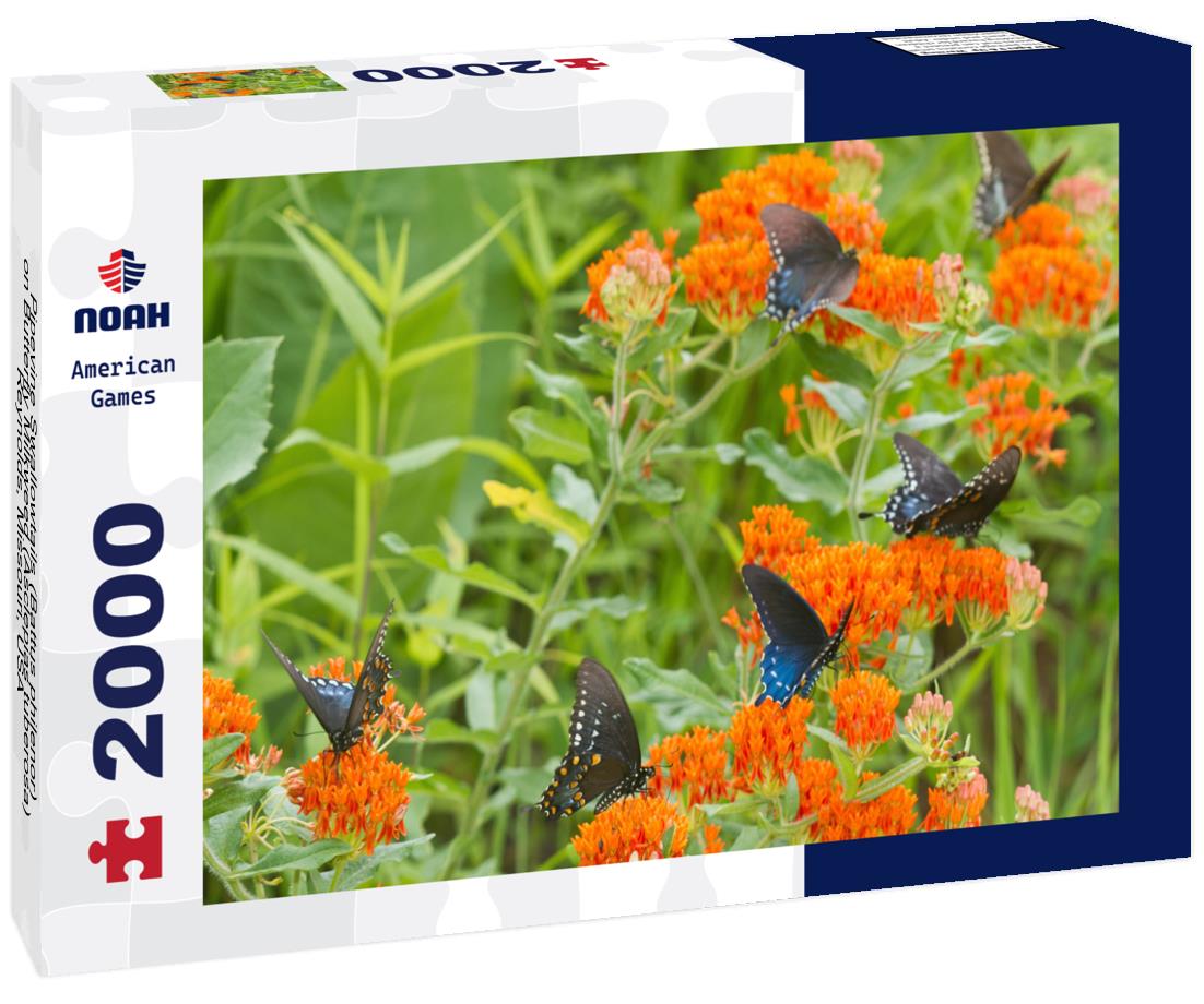 Noah Jigsaw Puzzle Pipevine Swallowtails (Battus philenor) on Butterfly Milkweed (Asclepias tuberosa) Reynolds, Missouri, USA 2000 pieces