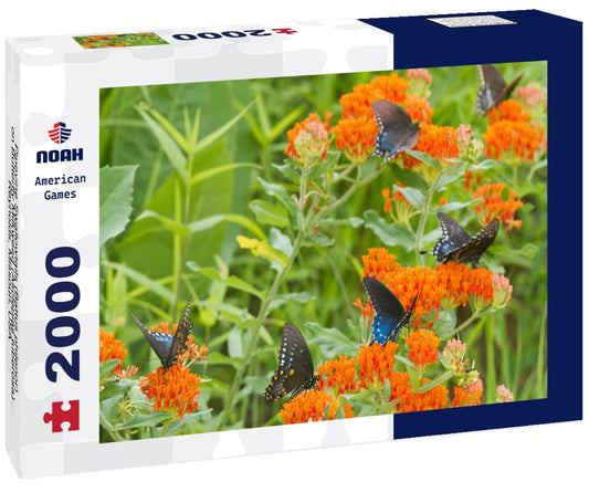 Noah Jigsaw Puzzle Pipevine Swallowtails (Battus philenor) on Butterfly Milkweed (Asclepias tuberosa) Reynolds, Missouri, USA 2000 pieces