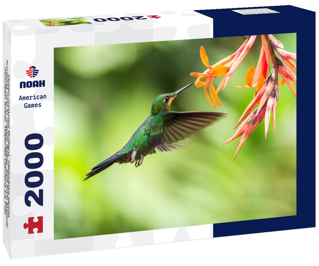 Noah Jigsaw Puzzle Green-crowned Brilliant, Heliodoxa jacula, hovering next to orange flower, bird from tropical mountain forest, Waterfall Gardens La Paz, Costa Rica, beautiful hummingbird sucking nectar from flower 2000 Pieces