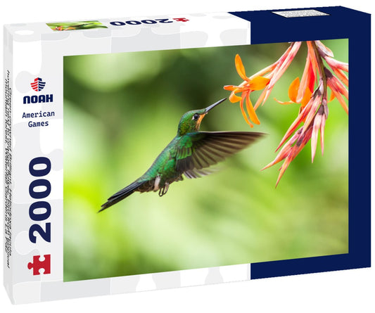Noah Jigsaw Puzzle Green-crowned Brilliant, Heliodoxa jacula, hovering next to orange flower, bird from tropical mountain forest, Waterfall Gardens La Paz, Costa Rica, beautiful hummingbird sucking nectar from flower 2000 Pieces