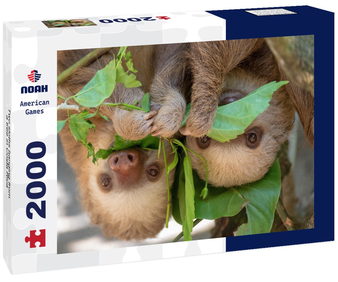 Noah Jigsaw Puzzle Two sloths hanging from a tree in Costa Rica 2000 Pieces