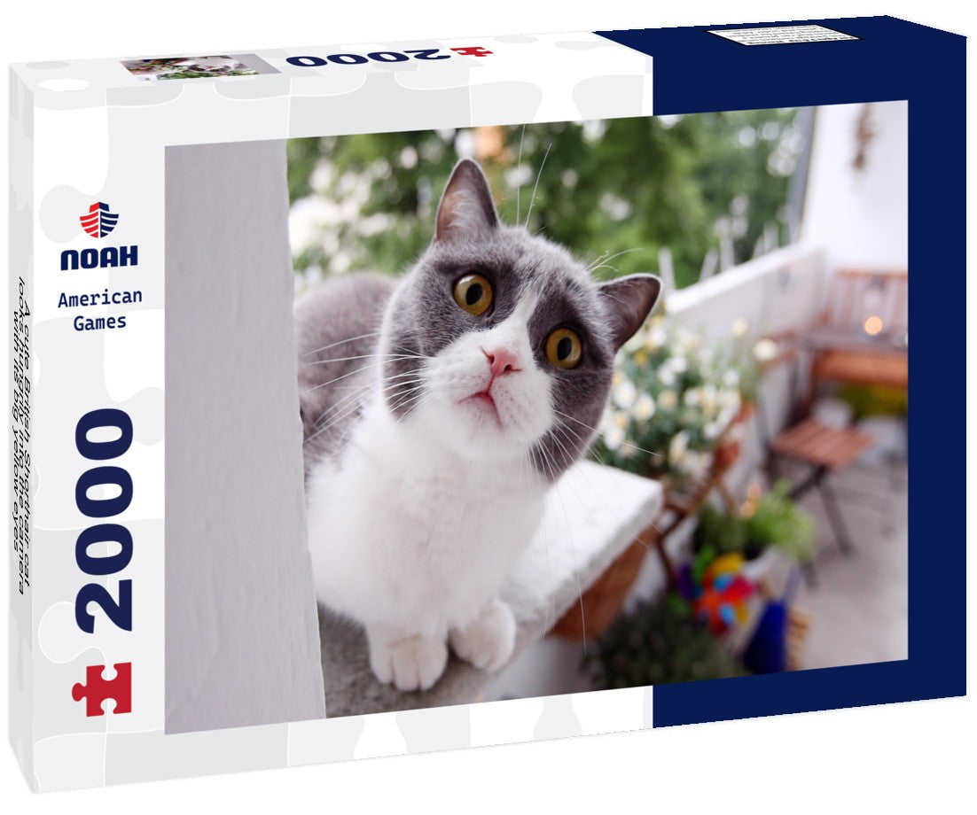 Noah Jigsaw Puzzle A cute British Shorthair cat looks hungrily into the camera with its big yellow eyes 2000 Pieces
