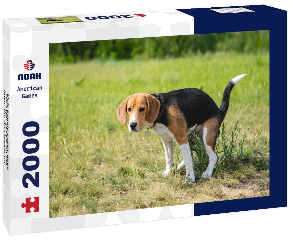 Noah Jigsaw Puzzle Cute beagle puppy does his toilet, poops on the lawn. the dog poops on nature in the park 2000 Pieces