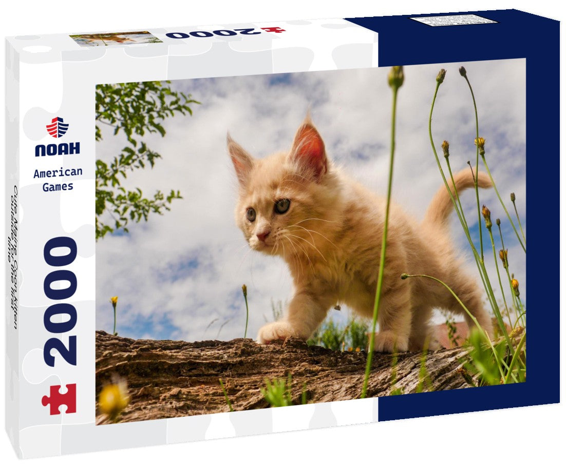 Noah Jigsaw Puzzle Cute Maine Coon kitten outside for the first time 2000 Pieces