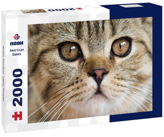 Noah Jigsaw Puzzle British Shorthair Tabby Portrait 2000 Pieces