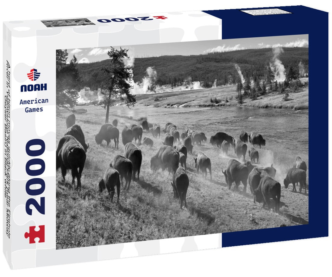 Noah Jigsaw Puzzle A herd of bison moves quickly along the Firehole River in Yellowstone National Park (near Midway Geyser Basin) in black white 2000 pieces