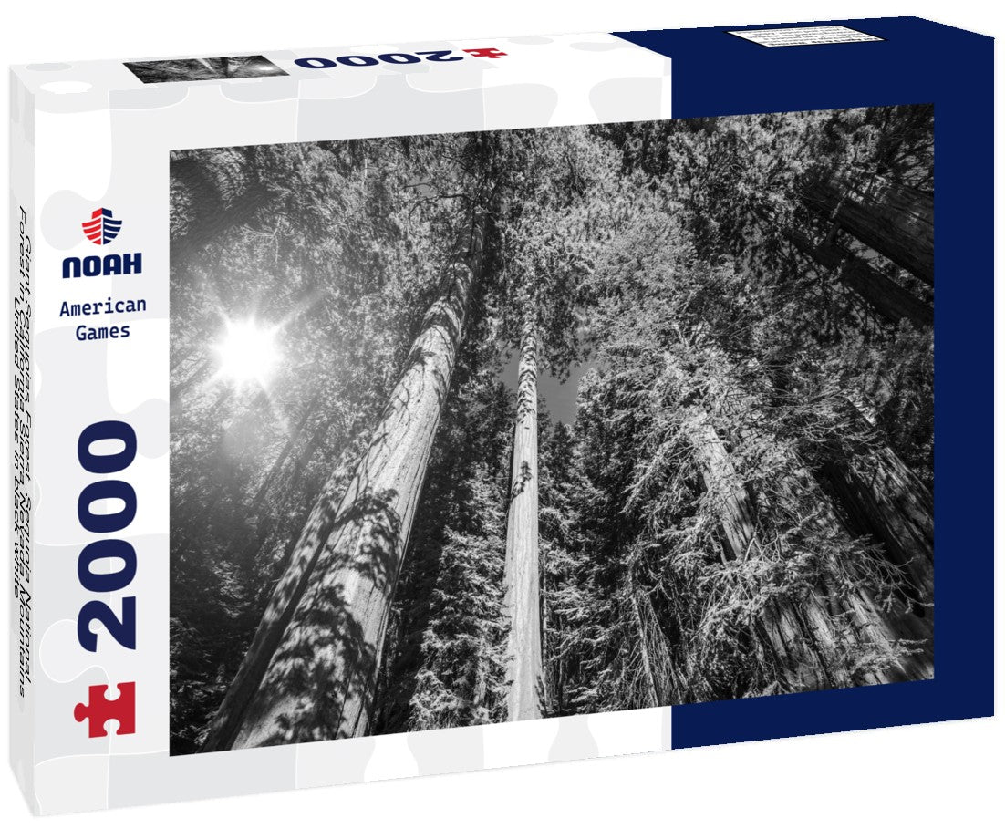 Noah Jigsaw Puzzle Giant Sequoias Forest. Sequoia National Forest in California Sierra Nevada Mountains, United States in black white 2000 pieces