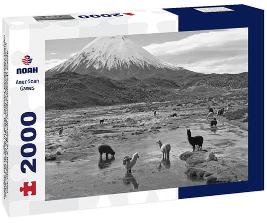 Noah Jigsaw Puzzle Alpaca (Vicugna pacos) grazing in a wetland also known as Bofedal in Spanish, at the base of the snow-capped Parinacota volcano, 6324 m high, in the altiplano of northern Chile in black white 2000 pieces