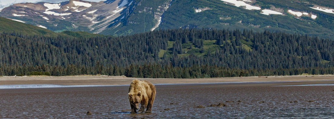 Noah Jigsaw Puzzle Adult female grizzly bear clamming, Lake Clark National Park and Preserve, Alaska panorama 1000 pieces