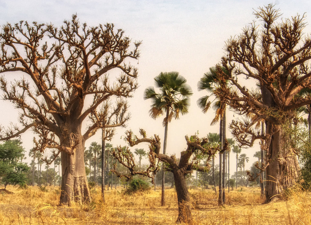 West African landscape, Gambia