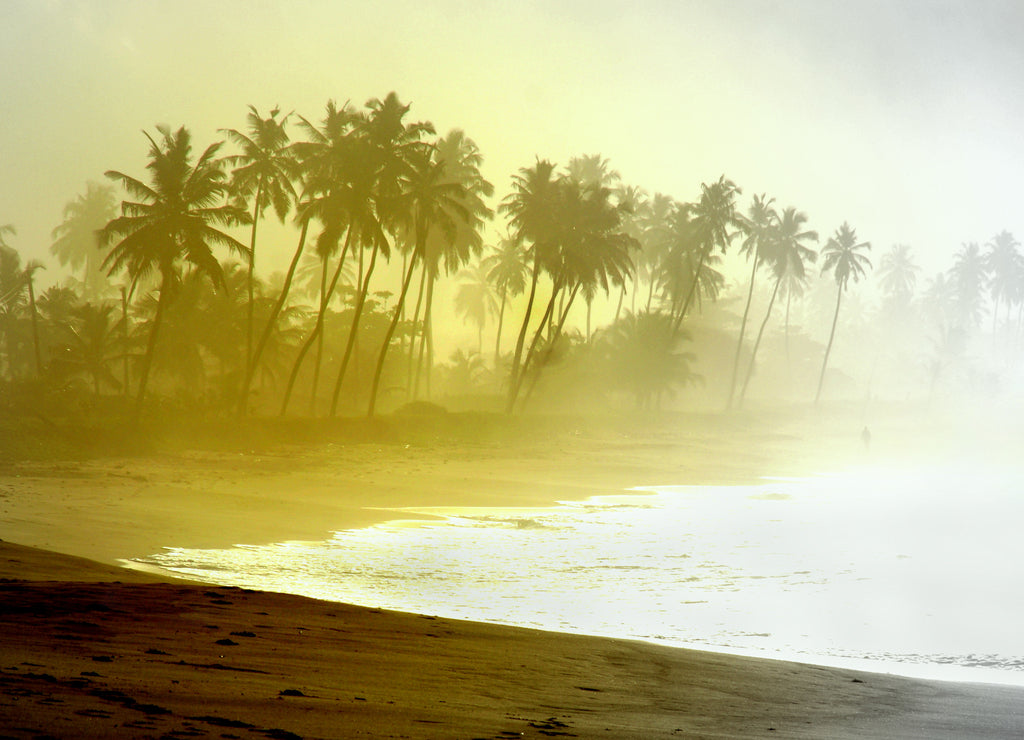 Wild atlantic beach with palm tree silhouettes in Ghana