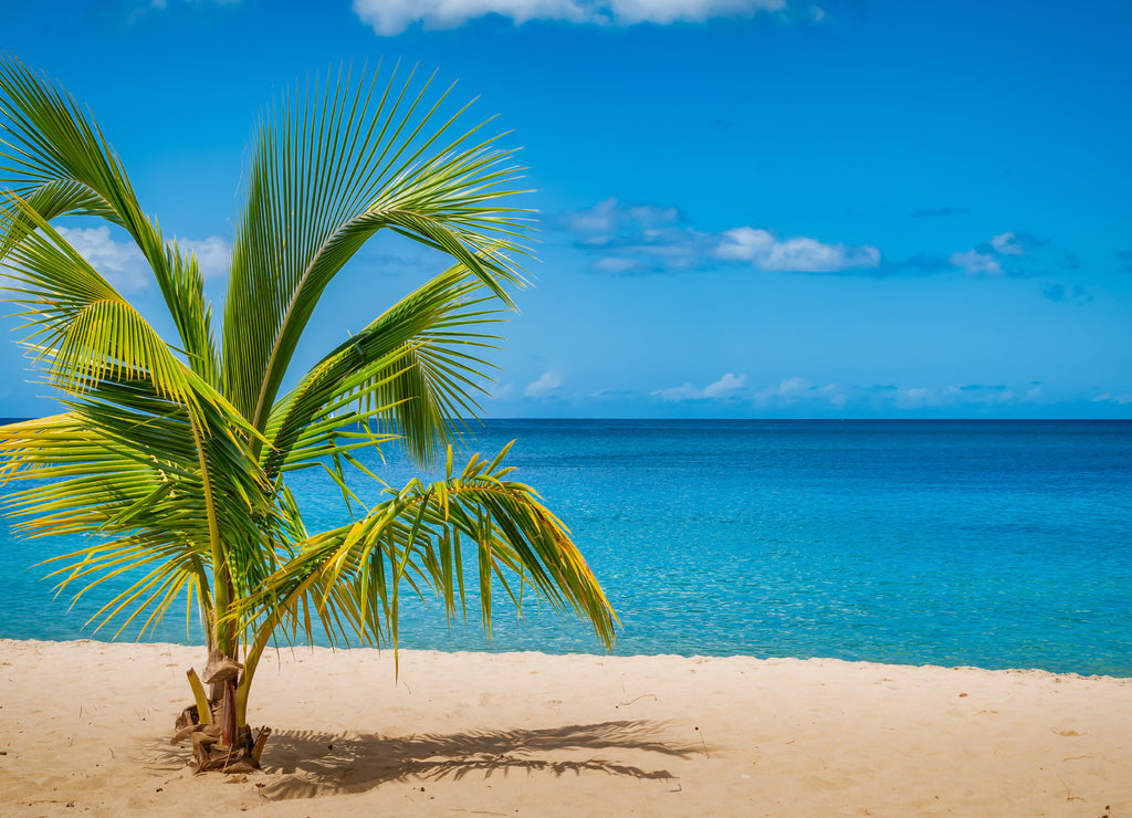 Palm tree on Grand Anse Beach, Grenada Island, Caribbean