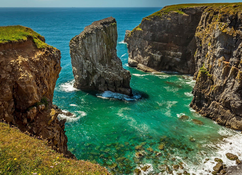 A view across a cove with a rock stack offshore populated by breeding Raverbill Gulls on the Pembrokeshire coast, Wales in summer