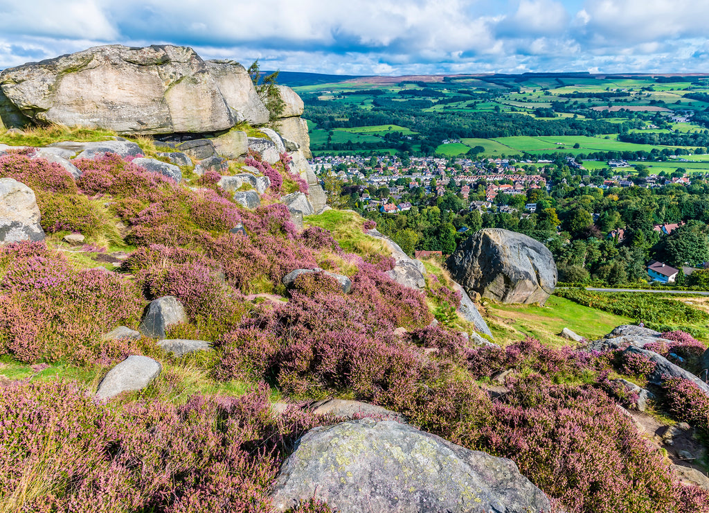 A view of purple heather on a rock summit on Ilkley moor above the town of Ilkley Yorkshire, UK in summertime