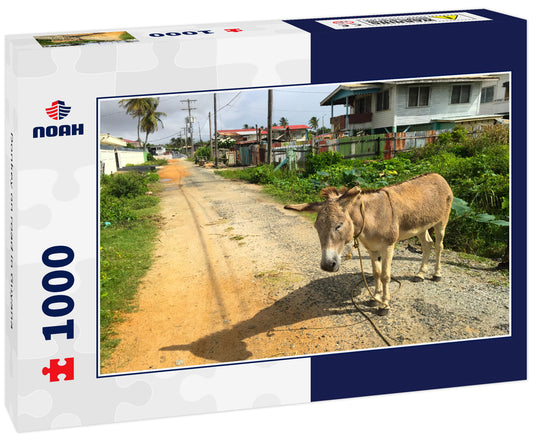 Donkey on road in Guyana