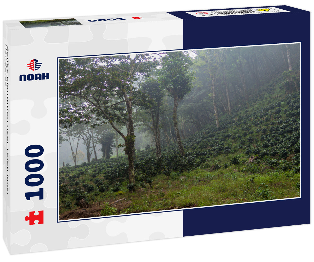 Coffee plantation near Yojoa lake, Honduras