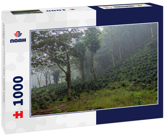 Coffee plantation near Yojoa lake, Honduras