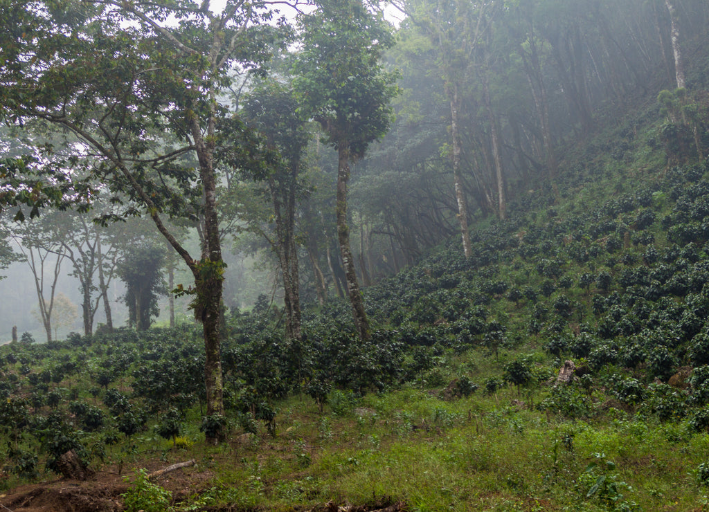 Coffee plantation near Yojoa lake, Honduras