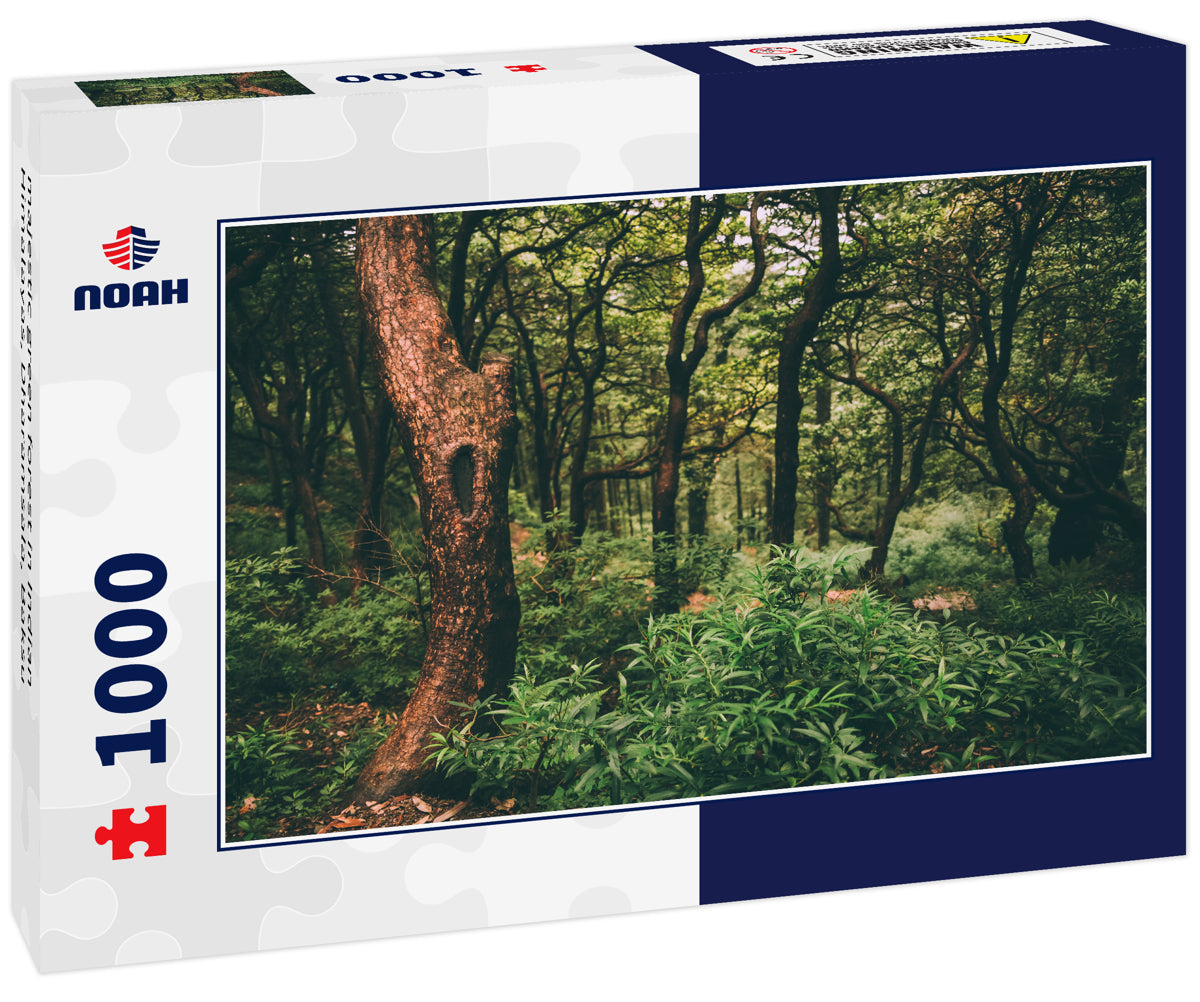 majestic green forest in Indian Himalayas, Dharamsala, Baksu