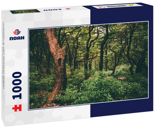 majestic green forest in Indian Himalayas, Dharamsala, Baksu