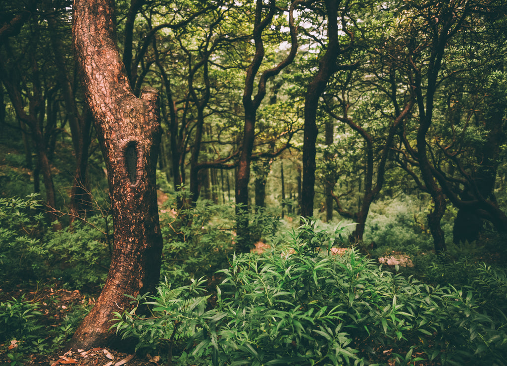 majestic green forest in Indian Himalayas, Dharamsala, Baksu