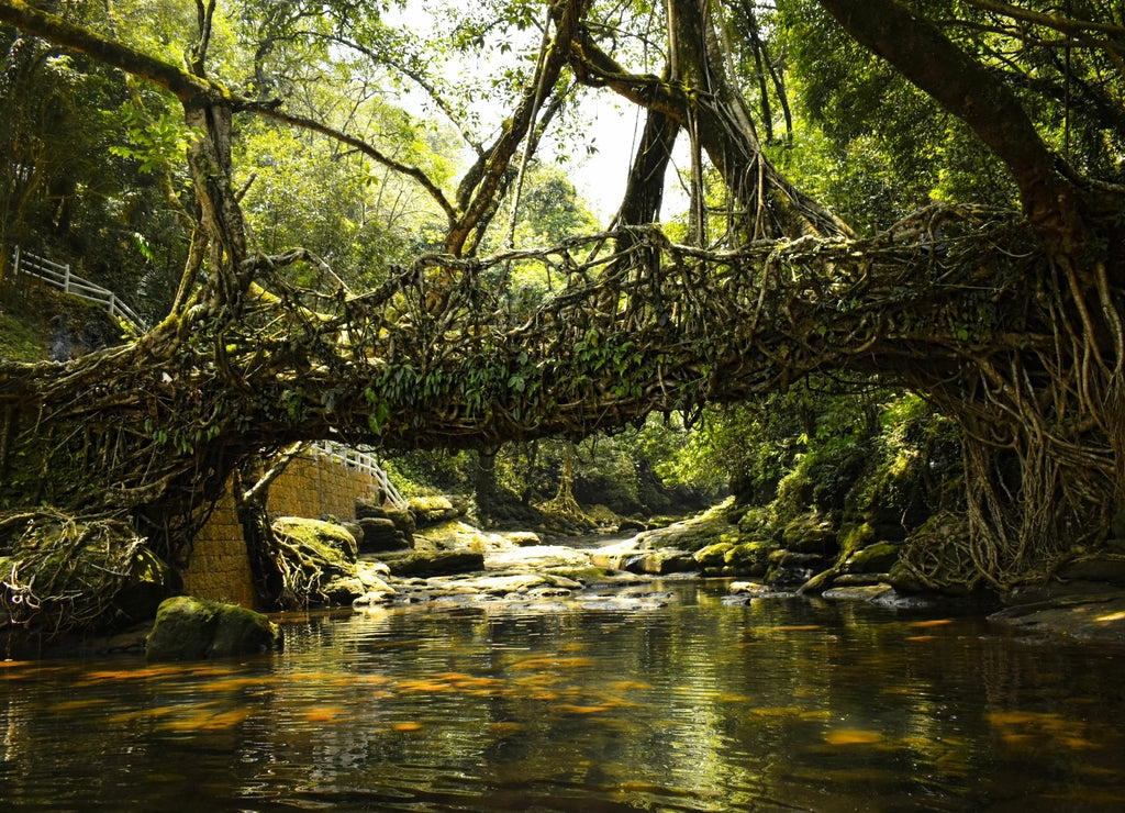 Living Root bridge of in forest of Mawlynnong, Meghalaya, India