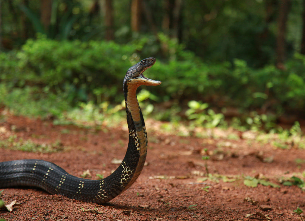 King cobra, Ophiophagus hannah is a venomous snake species of elapids endemic to jungles in Southern and Southeast Asia, Goa india 