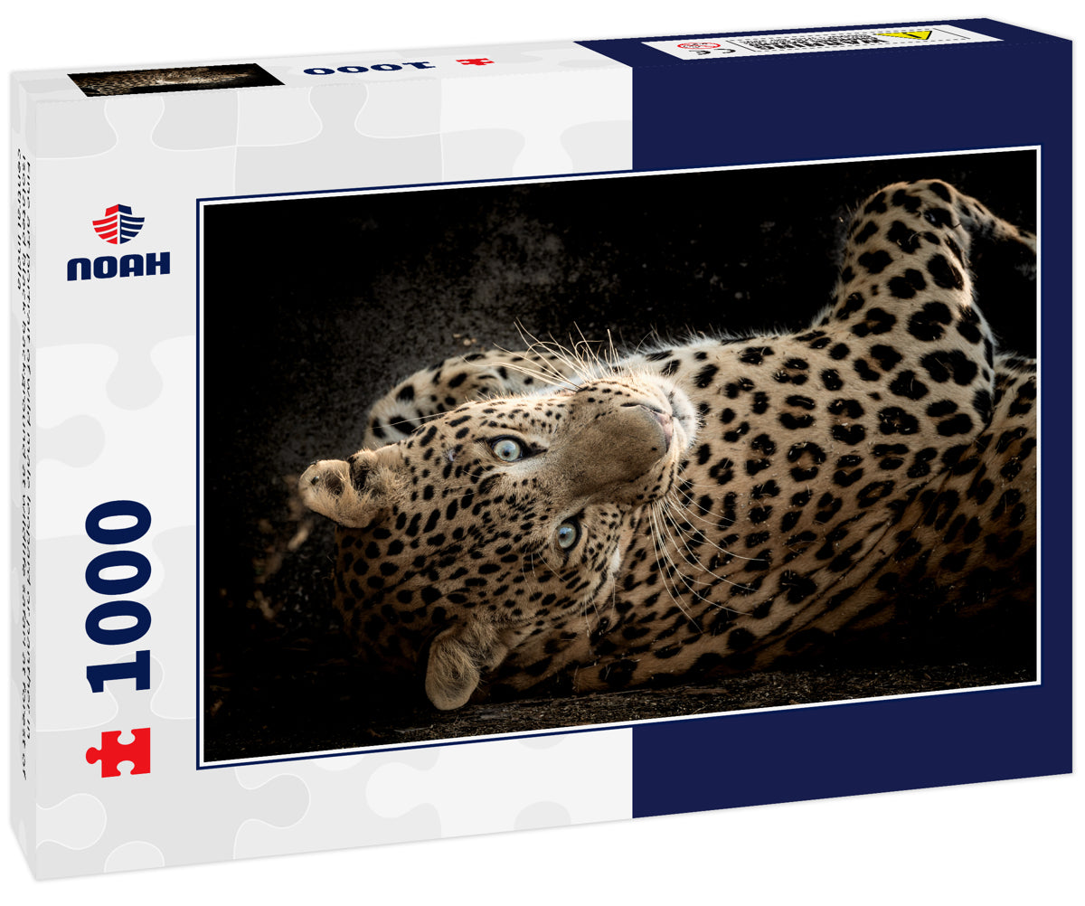 Fine art portrait of wild male leopard or panther in isolated black background at wildlife safari at forest of central india