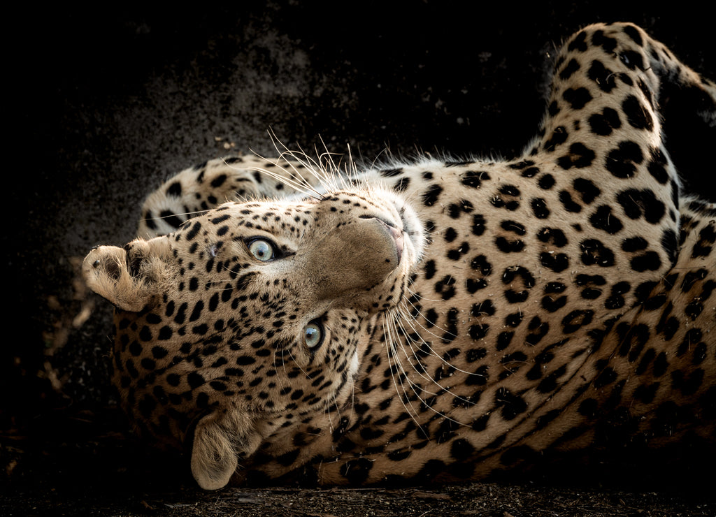 Fine art portrait of wild male leopard or panther in isolated black background at wildlife safari at forest of central india