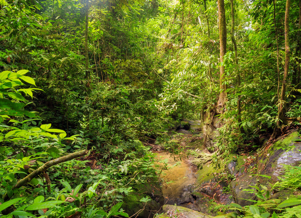 Beautiful landscape view of the rainforest during a ecotourism jungle hike in Gunung Leuser National Park, Bukit Lawang, Sumatra, Indonesia