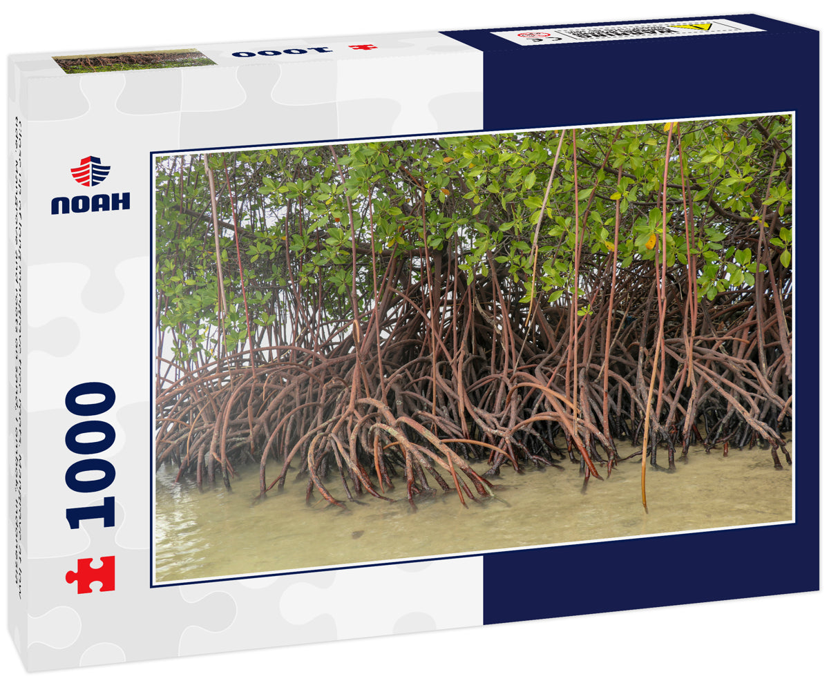 Close up of long mangrove tree roots. Mangrove at low tide. Mangrove and roots on sand, Lombok, Indonesia