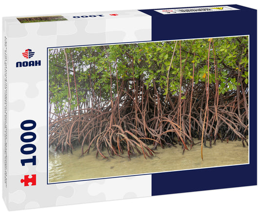 Close up of long mangrove tree roots. Mangrove at low tide. Mangrove and roots on sand, Lombok, Indonesia