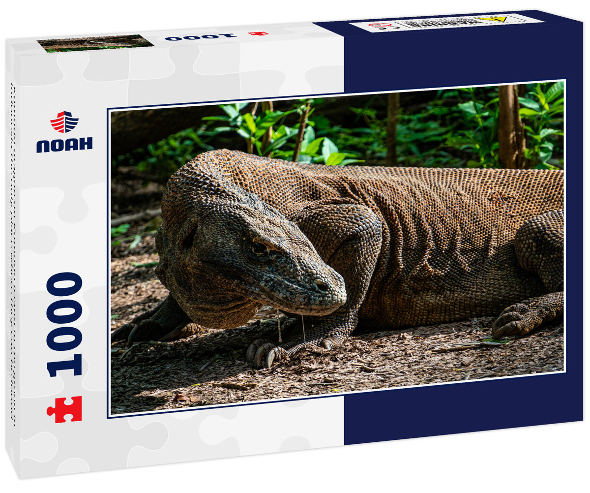 Komodo dragon on Komodo island in the green in Indonesia the only place where they can be found