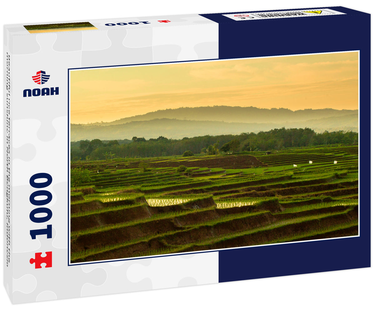 Beautiful rice terraces in the morning with the morning sunshine in North Bengkulu, Indonesia