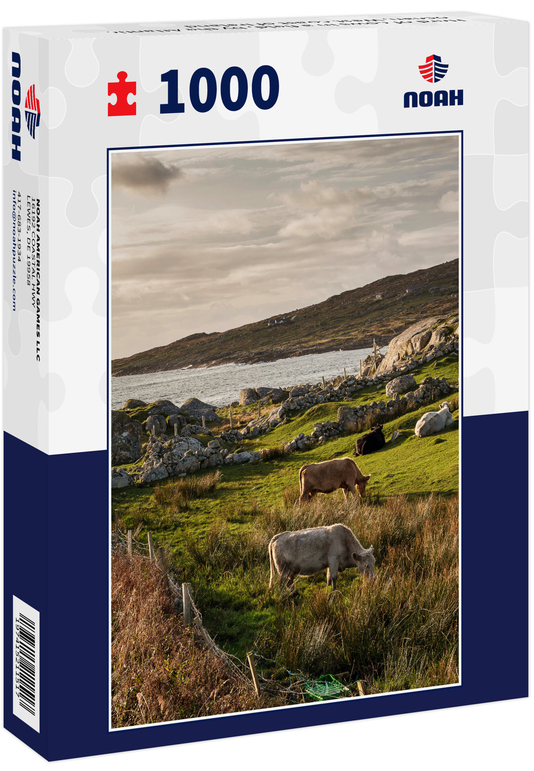 Herd of cows in a field, by the Atlantic ocean, West coast of Ireland