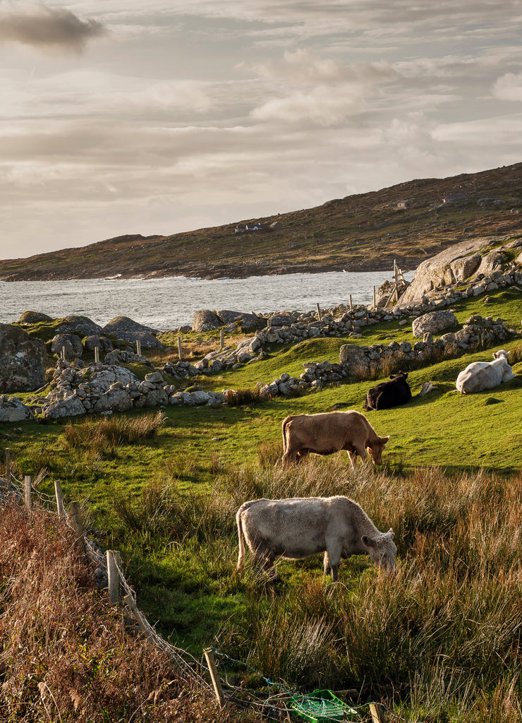 Herd of cows in a field, by the Atlantic ocean, West coast of Ireland